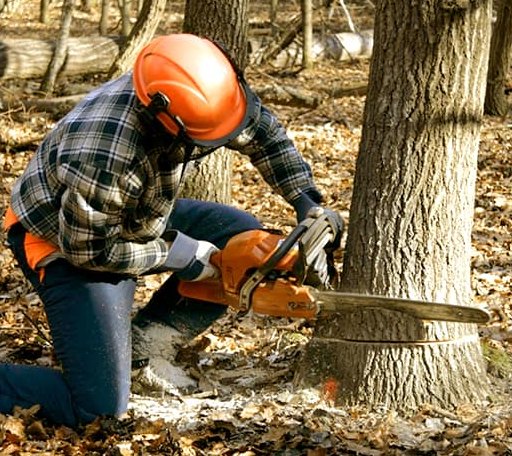 Tree Removal in Verona, VA